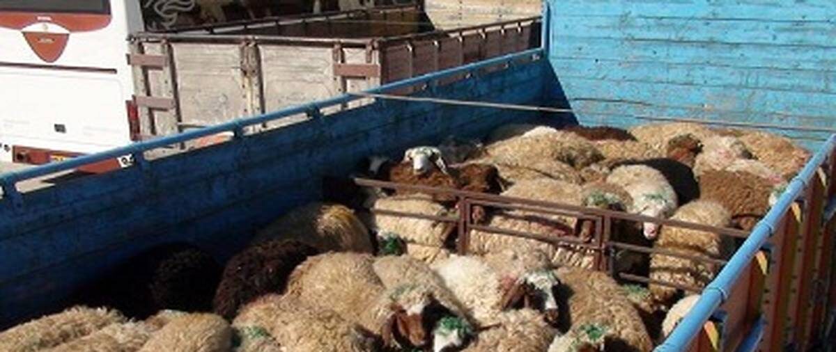کشف ۱۱۰ رآس گوسفند قاچاق در شاهین شهر